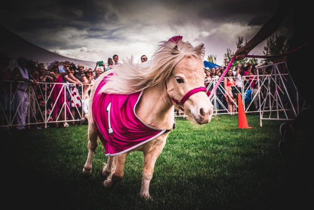 miniature horse with pink blanket