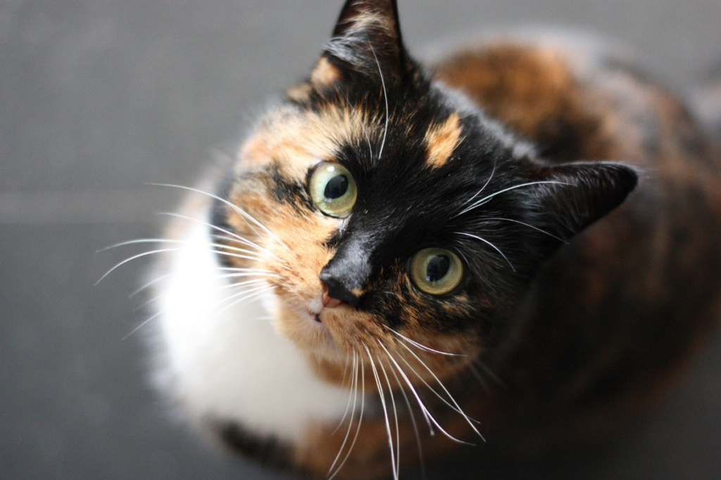 calico cat looking up