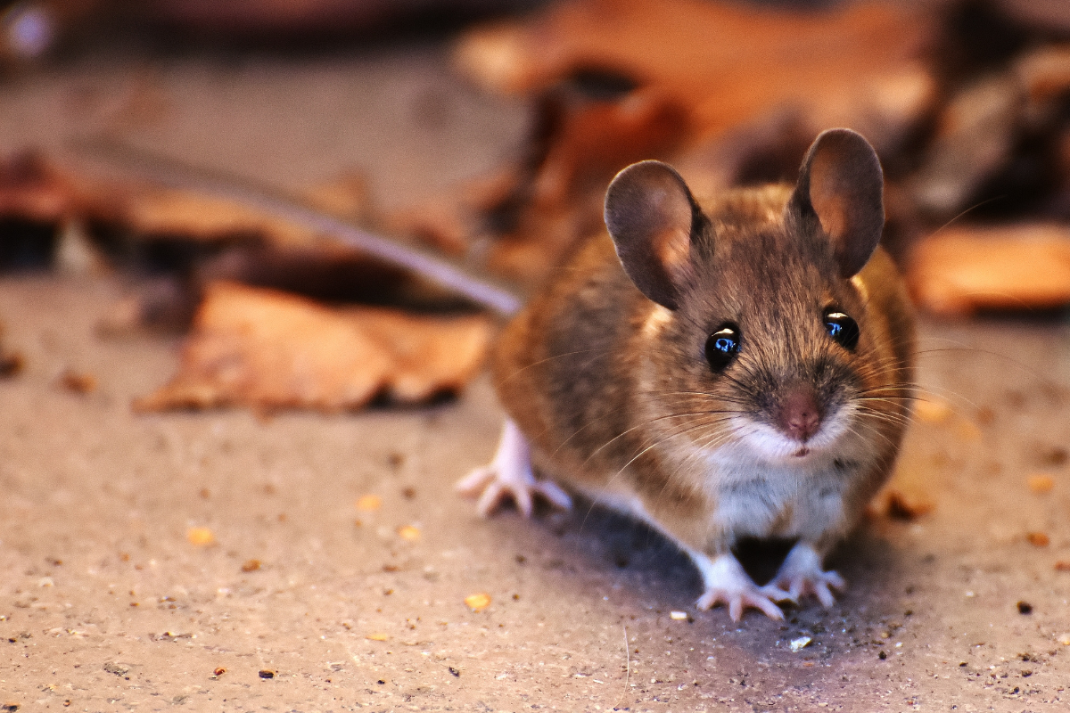 a mouse looking at the camera on top of dried leaves